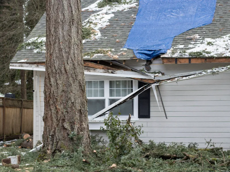 Large tree fallen on house roof causing damage with a blue tarp partially covering the damaged area.
