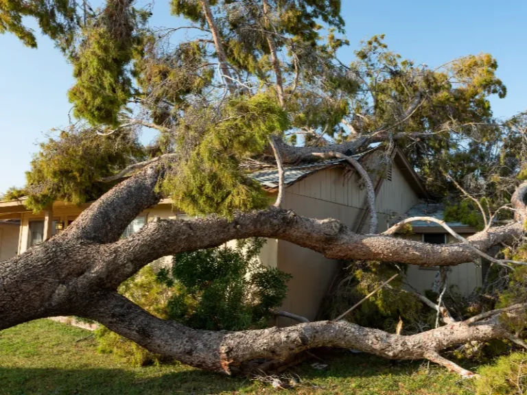 Large fallen tree branches covering the roof and yard of a house.